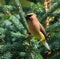 Cedar Waxwing