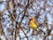 Cedar Waxwing