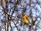 Cedar Waxwing