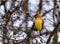 Cedar Waxwing