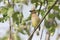 Cedar Waxwing bird