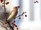 Cedar waxwing bird