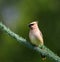 Cedar Waxwing bird