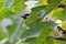 Cedar Waxwing Bird in Fig Tree 16