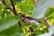 Cedar Waxwing Bird in Fig Tree 20