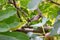 Cedar Waxwing Bird in Fig Tree 49