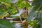 Cedar Waxwing Bird in Fig Tree 57