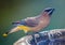 Cedar Waxwing Bird Perched on a Bird Bath