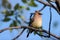 Cedar Waxwing, Bombycilla cedrorum