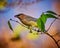 Cedar Waxwing Bombycilla cedrorum feeding on a berry bush