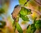 Cedar Waxwing Bombycilla cedrorum feeding on a berry bush