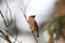 cedar waxwing & x28;Bombycilla cedrorum& x29;  Glacier National Park in Montana, USA