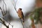 cedar waxwing & x28;Bombycilla cedrorum& x29;  Glacier National Park in Montana, USA