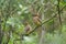 Cedar waxwing couple feeding on tree branch