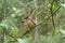 Cedar waxwing couple feeding on tree branch