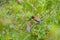 Cedar waxwing couple feeding on tree branch