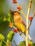 Cedar Waxwing eating delicious red berries on tree branch in April in Texas.full of berries.