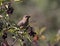 Cedar Waxwing Eating Nannyberry Fruit