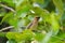 Cedar waxwing feeding on tree branch