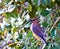 Cedar Waxwing in a Holly Tree