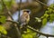 Cedar Waxwing perched on branch