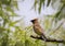 Cedar Waxwing perched on branch soft green background