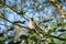 Cedar Waxwing perching on the branch.