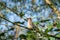 Cedar Waxwing perching on the branch.