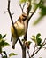 Cedar Waxwing Photo and Image. Waxwing perched on a branch leaf tree with grey sky background in its environment and habitat