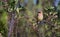 A Cedar Waxwing sitting on a branch