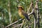 A Cedar Waxwing sitting in a tree