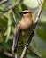 Cedar Waxwing Stock Photo and Image. Close-up perched on tree branch with green blur leaves background displaying beautiful