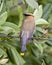 Cedar Waxwing Stock Photo and Image. Perched on a branch with rear view with a blur green leaves background in its environment and