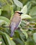 Cedar Waxwing Stock Photo and Image. Perched on a branch with rear view with a blur green leaves background in its environment and