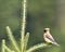 Cedar Waxwing Stock Photo and Image. Perched on coniferous branches with a spider web and green background in its environment and