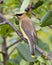 Cedar Waxwing Stock Photo and Image. Perched on a fruit tree branch with rear view with a blur green leaves background in its
