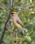 Cedar Waxwing Stock Photo and Image. Perched on a fruit tree branch with side view with a blur green leaves background in its