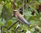 Cedar Waxwing Stock Photo and Image. Perched on a fruit tree branch with side view with a blur green leaves background in its