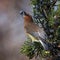 Cedar waxwing in a tree eating a juniper berry