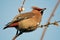 Cedar waxwing with the willow buds.