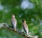 Cedar waxwings