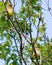 Cedar Waxwings