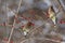 Cedar waxwings in a honeysuckle bush