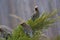 Cedar Waxwings on Junipers