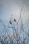 Cedar Waxwings resting on the branch.