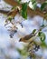 Cedar Waxwings share a berry