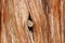 Cedar wooden textured background