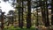 The Cedars of God located at Bsharri, are one of the last vestiges of the extensive forests of the Lebanon cedar that once thrived