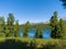 Cedars grow on the lake in the forest