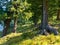 Cedars grow on the shore of a forest lake